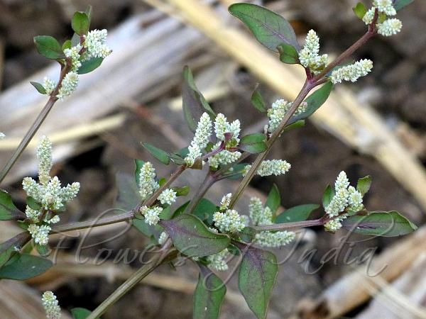 Minute Amaranth