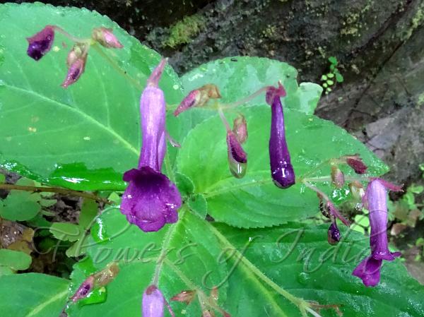 Mizoram Stone Flower