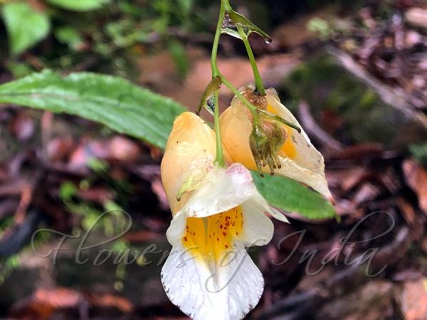 Mollusc Balsam