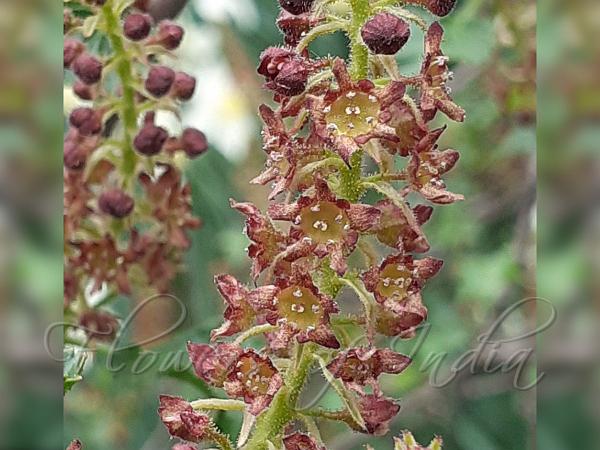 Mongolian Gooseberry