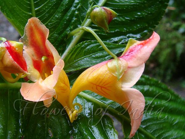 Mountain Balsam