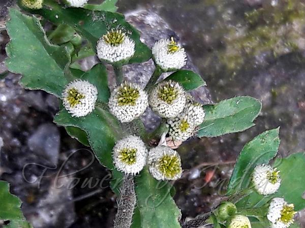 Mum-Leaf Buttonhead