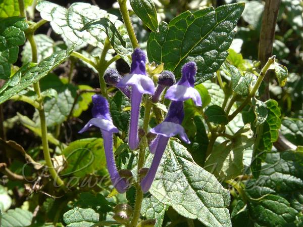 Mussoorie Skullcap
