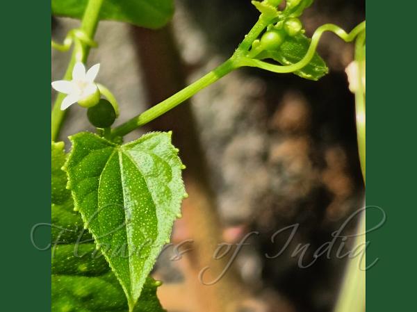 Mysore Cucamelon
