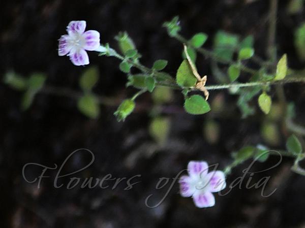 Mysore Starviolet