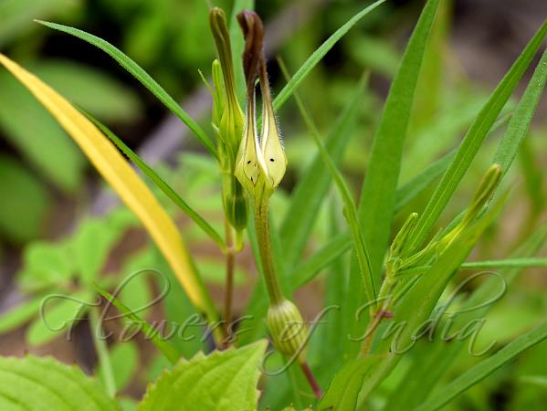 Narrow-Cage Ceropegia