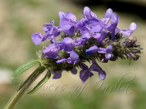 Narrow-Leaved Catmint