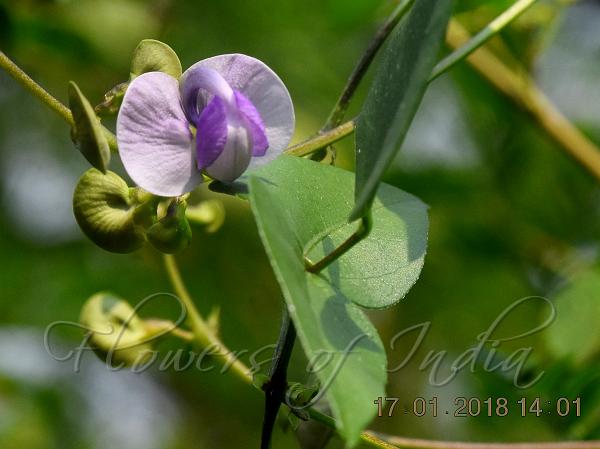 Narrow-Pod Wild Pea
