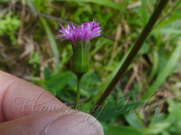 Narrowleaf Emilia