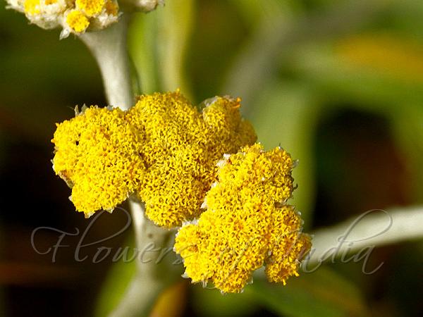 Narrowleaf Golden Cudweed