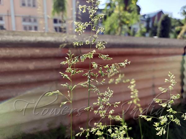 Narrowleaf Meadow-Grass