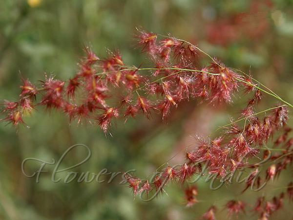 Natal Grass