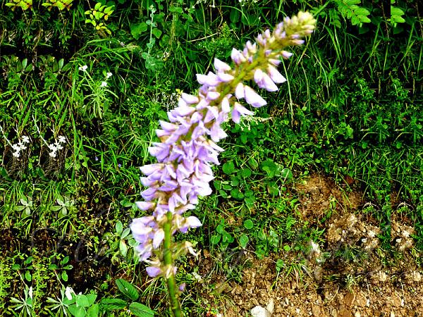 Neglected Uraria