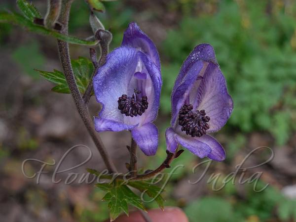 Nepal Monkshood