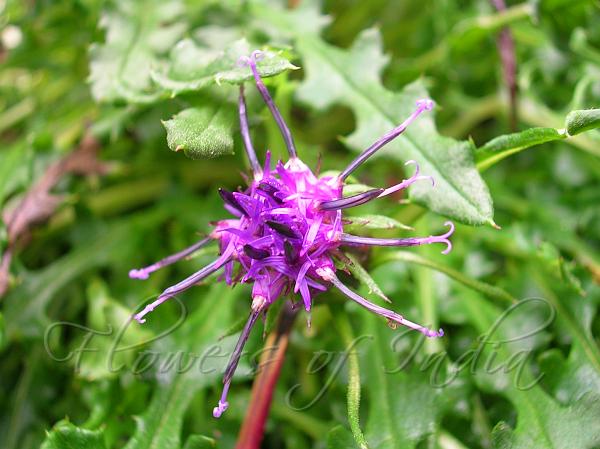 Nepal Saw-wort