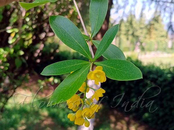 Net-Veined Barberry