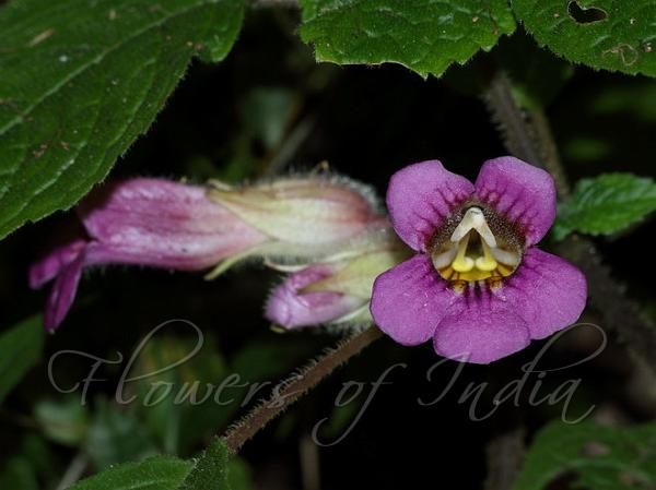 Nettle Leaved Chirita
