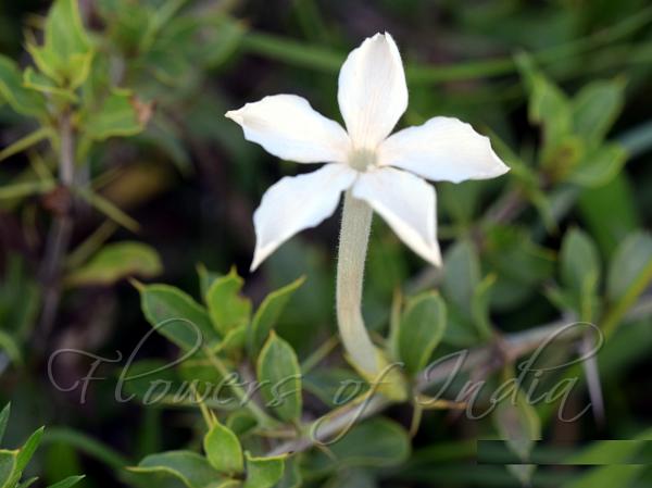 Night-Blooming Bush-Violet