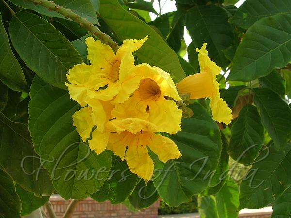 Nile Tulip Tree