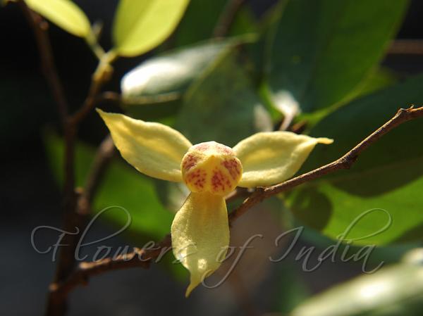 Nilgiri Cap-Flower