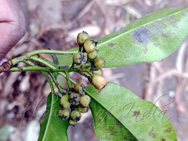 Nilgiri Chokeberry