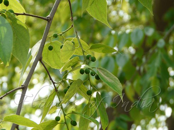 Nilgiri Elm