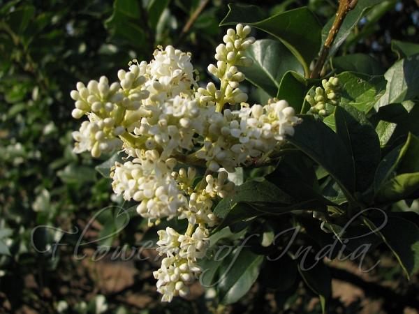 Nilgiri Privet