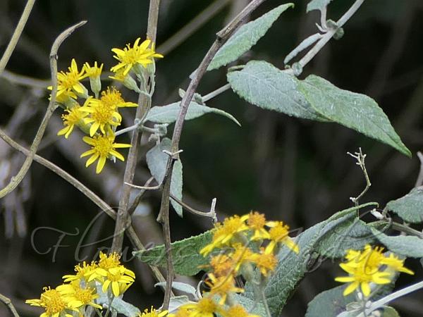 Nilgiri Ragwort