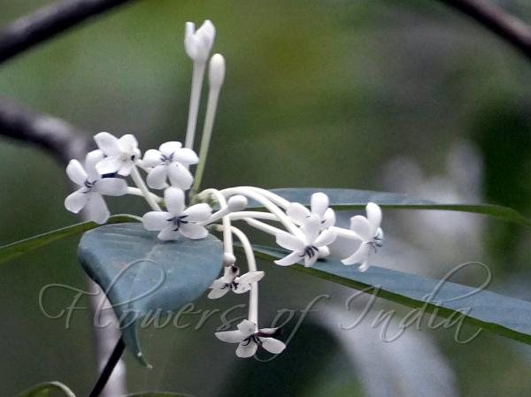 Nilgiri Tarenna