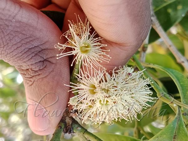 Nilgiri Waterberry