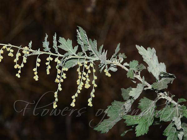 Nilgiri Wormwood