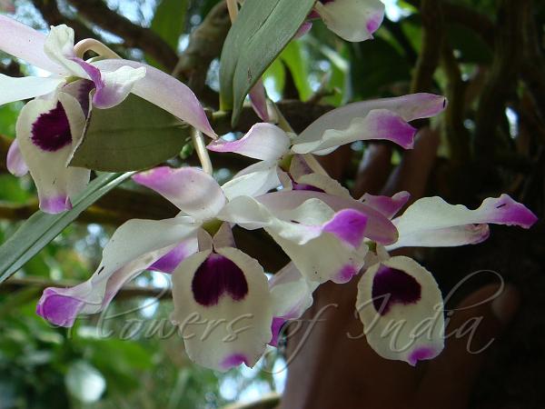 Noble Dendrobium