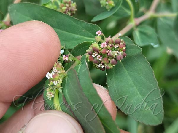 Nodding Spurge