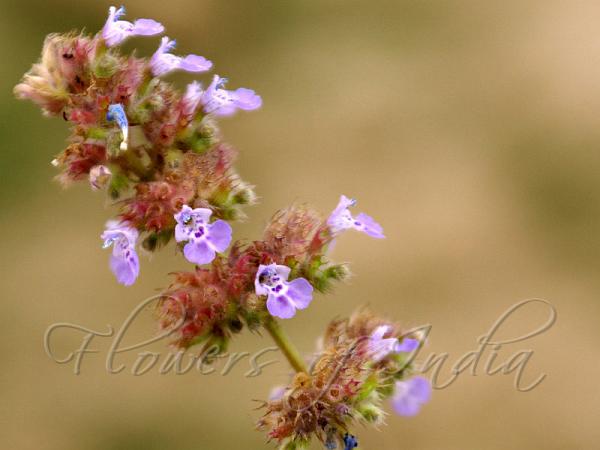 North Indian Catmint