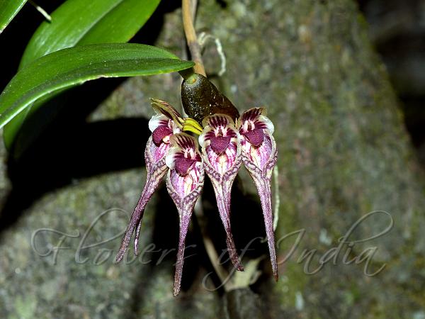 Notched-Leaf Bulb-Leaf Orchid