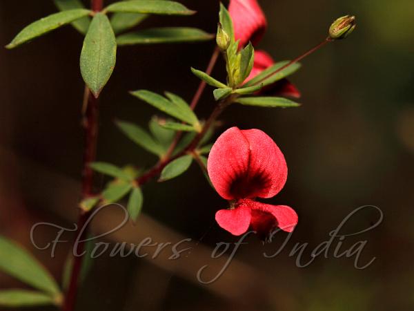 One-Flowered Indigo