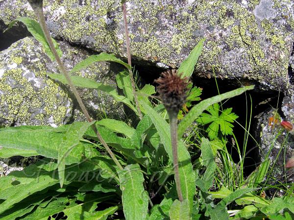 One-Flowered Saw-Wort