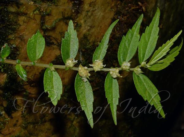One-Stamen Elatostema