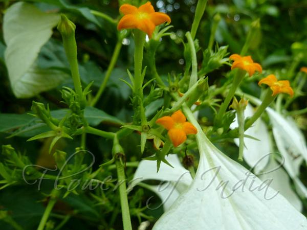 Open-Cyme Mussaenda