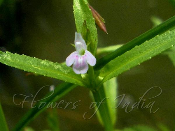 Opposite-Leaf Lindernia