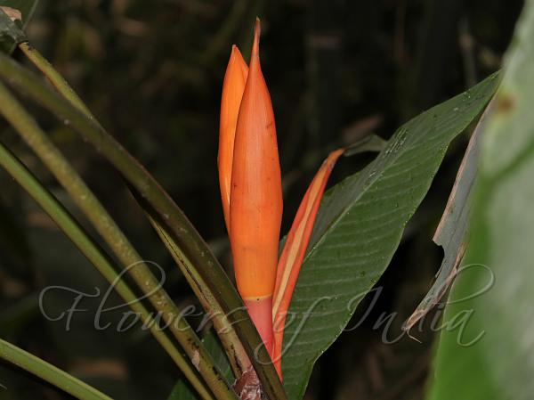Orange Banana