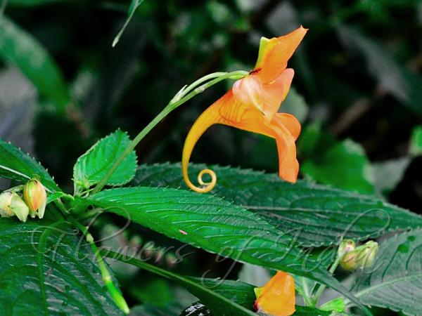 Orange Himalayan Balsam