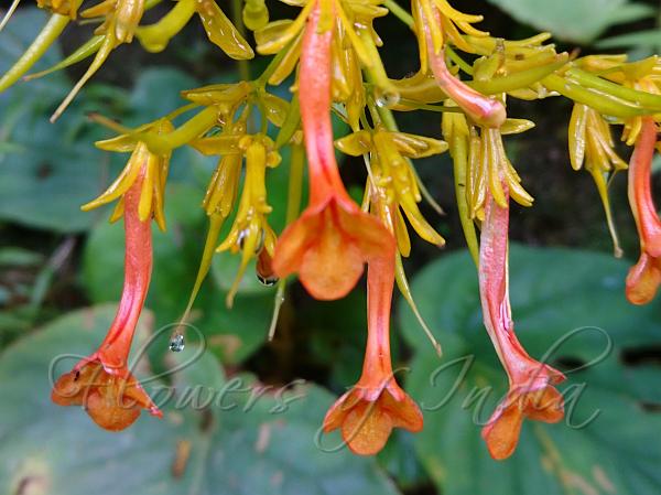 Orange Mizoram Stone Flower