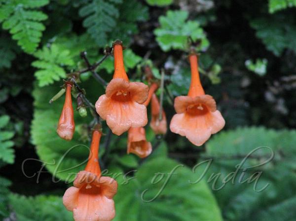 Orange Stone Flower