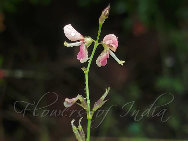Oval-Leaf Alyce Clover