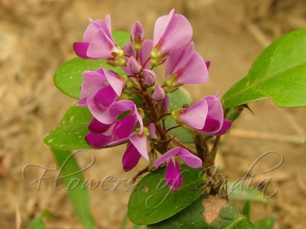 Oval-Leaf Tick Trefoil