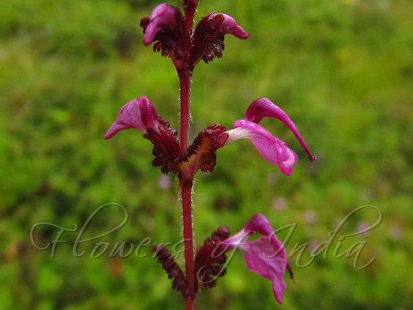 Paired Flower Lousewort
