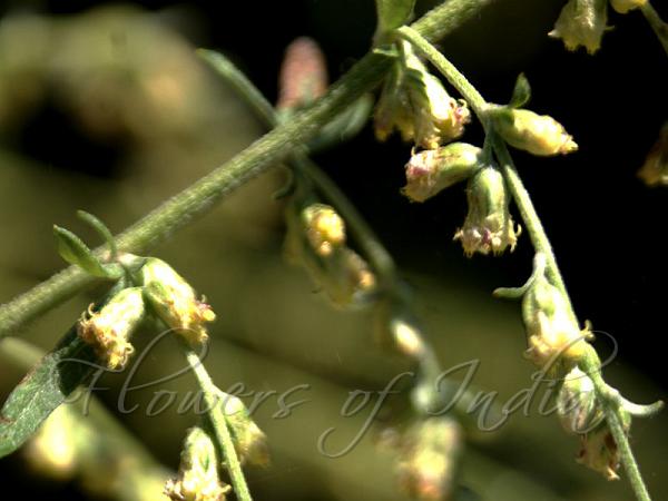 Pale-Yellow Wormwood