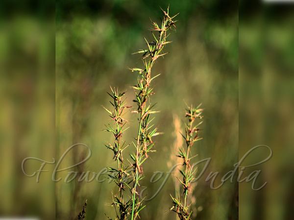 Palmarosa Grass