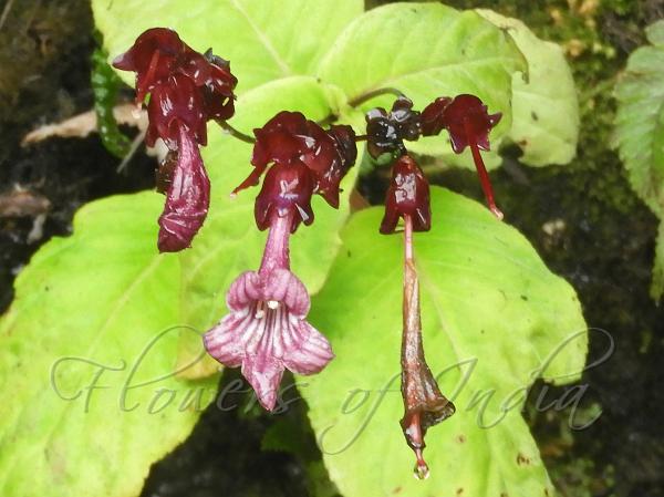 Pandua Stone Flower